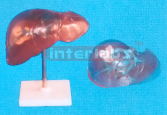 SEMI TRANSPARENT LIVER SEGMENTS